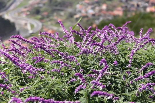Mexican Bush Sage in 4 Inch Pot T929