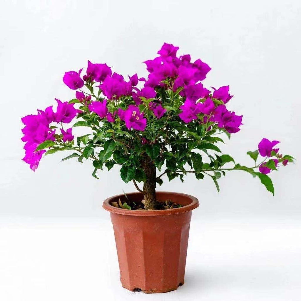 Bougainvillea Live Plant 8in Seedling Purple Flower Vine for Garden A863786