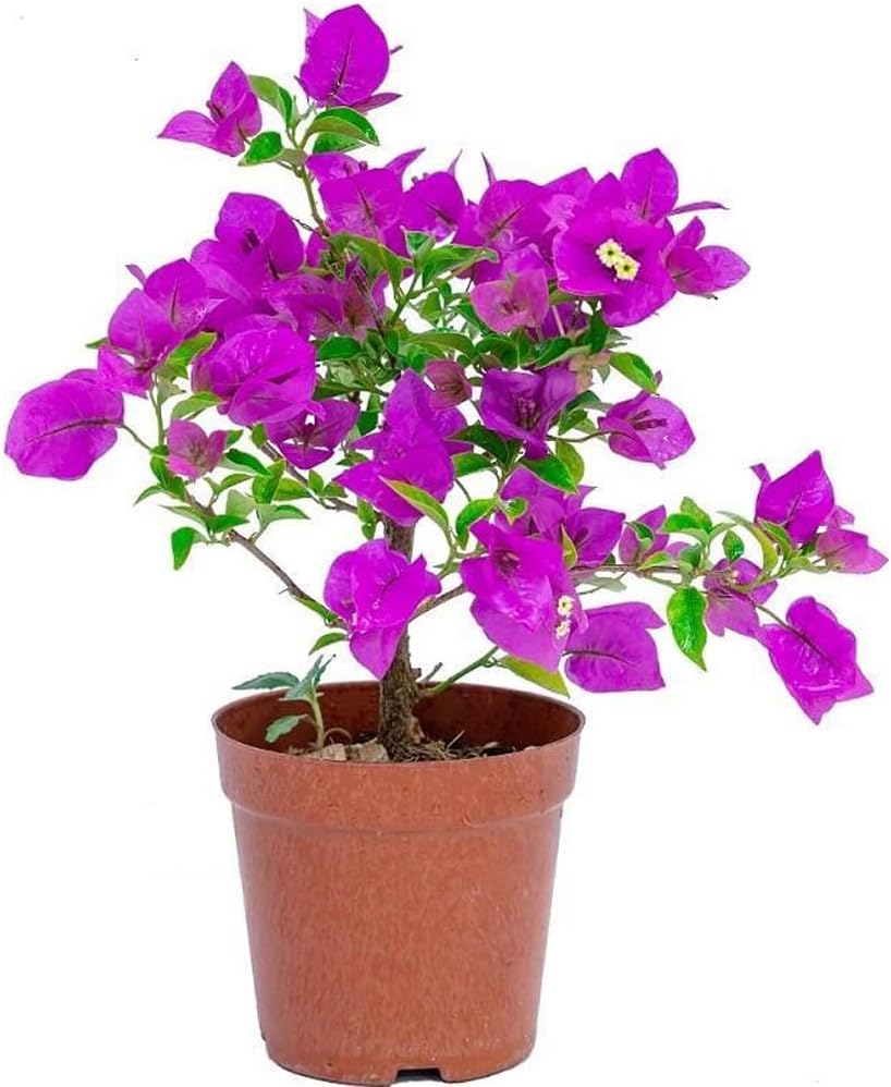 Bougainvillea Plants Live - 8inch Tall Seedling Small Leaf Bougainvillea Flower Vine for Garden Perennial Yards and Home Ornament(No Pot) (Purple)