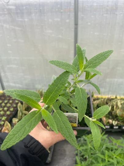Mexican Bush Sage in 4 Inch Pot T929