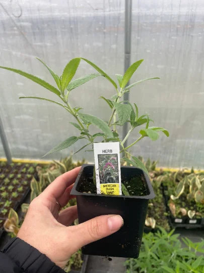 Mexican Bush Sage in 4 Inch Pot T929