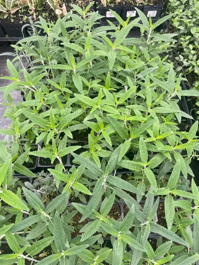 Mexican Bush Sage in 4 Inch Pot T929